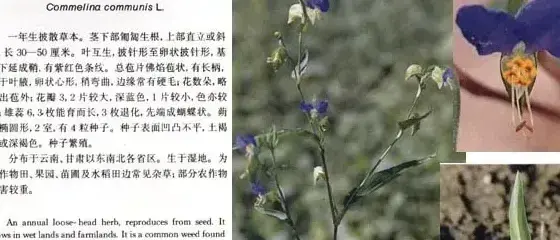 其他科杂草