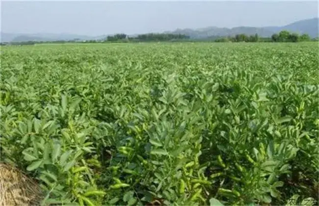 蚕豆高产种植技术