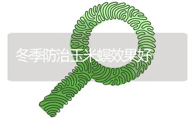 冬季防治玉米螟效果好 | 植物病虫害