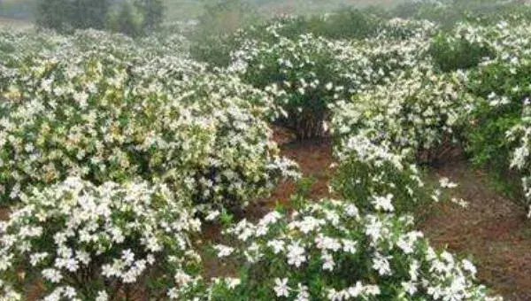 中药材种植5大风险