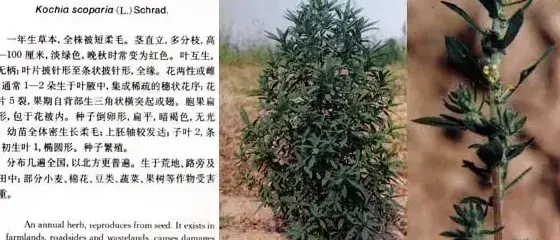 藜科杂草