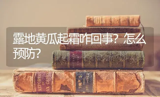 露地黄瓜起霜咋回事？怎么预防？ | 蔬菜种植