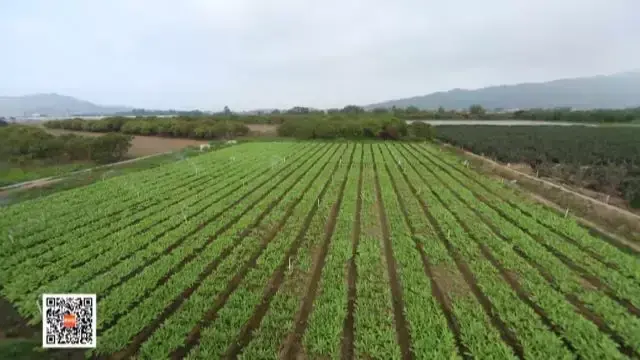 15天种出鸡毛菜！依靠着大数据不限时节种果蔬