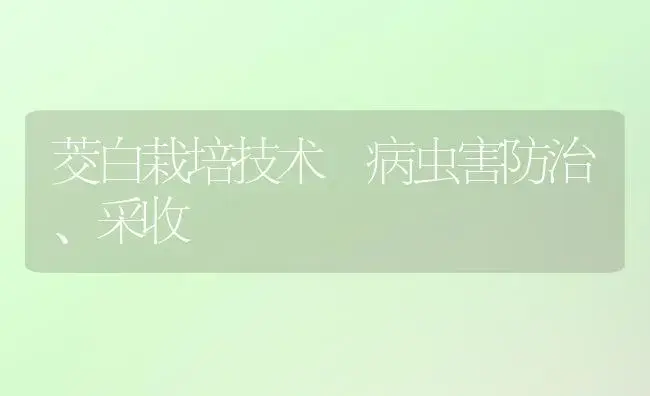 茭白栽培技术―病虫害防治、采收 | 植物病虫害