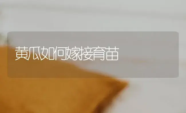 黄瓜如何嫁接育苗 | 蔬菜种植