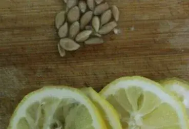 柠檬籽怎么种小盆栽？日常管理要点有哪些？