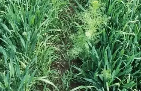 麦田黑麦草怎么防除，用什么药锄草成效好？