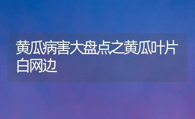 黄瓜病害大盘点之黄瓜叶片白网边 | 植物病虫害