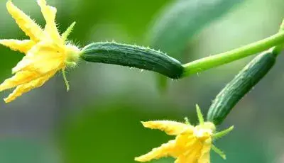 有机黄瓜夏秋季露地栽培技术