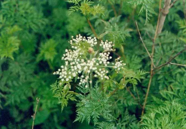 川芎栽培种植技术及病虫害防治和治疗对策