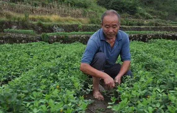 这种傻瓜式发酵肥料的方法火了，很多人纷纷效仿，效果就是棒