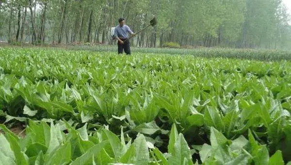 贡菜种植技术，宜选肥力足偏碱性的沙质土壤