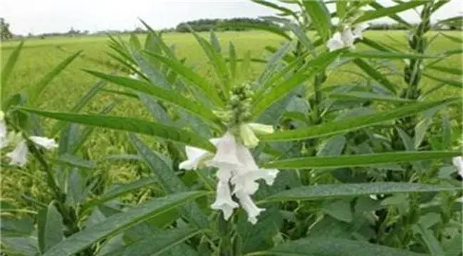 芝麻的施肥技术