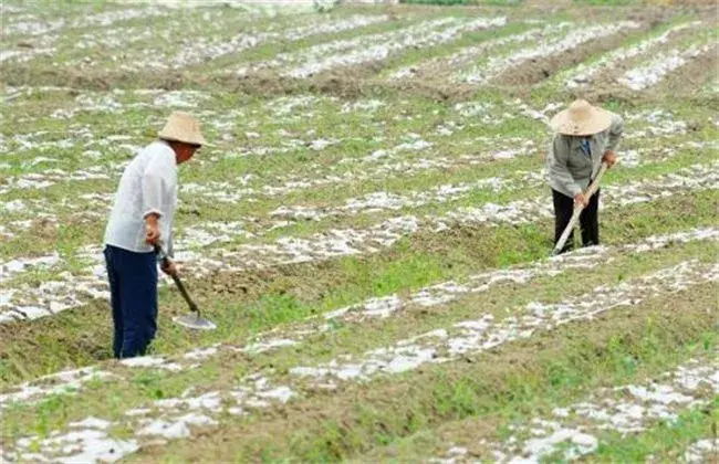 辣椒的高产施肥技术