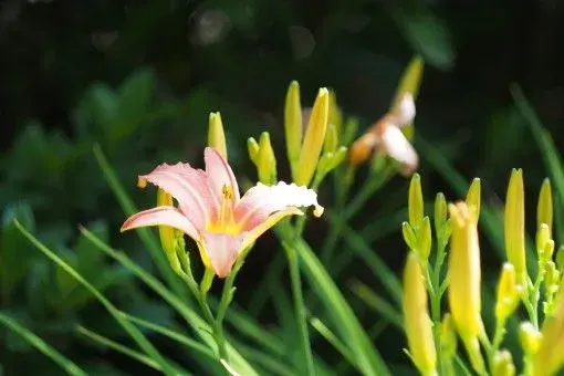 健脑菜黄花菜适合在旱地种吗?种什么品种好?种植、采收时间分别是什么时候?怎么种?