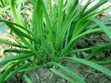 冷棚韭菜冬春如何防治灰霉病