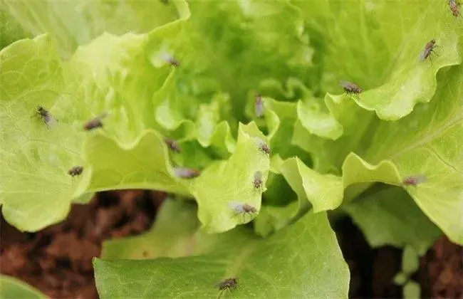 生菜病虫害的防治和治疗措施