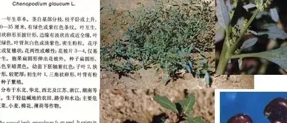 藜科杂草