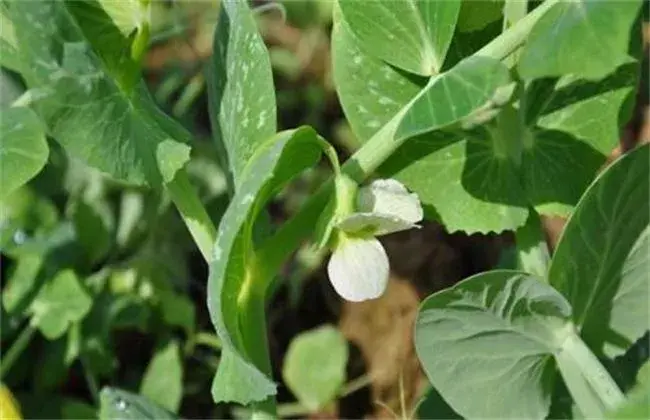 豌豆高产栽培技术