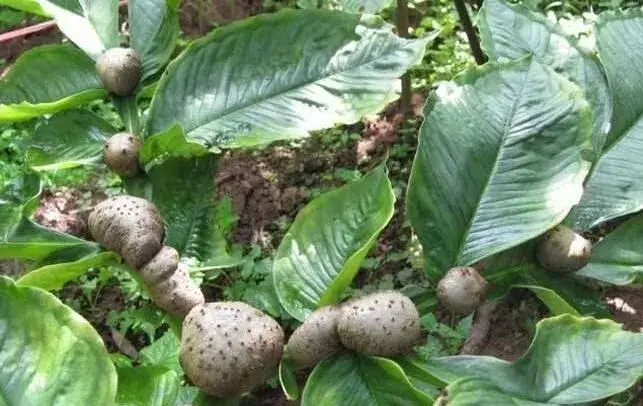 魔芋病虫害综合防治和治疗，夏至前后要抓紧！