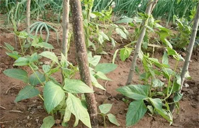 豇豆种植技术