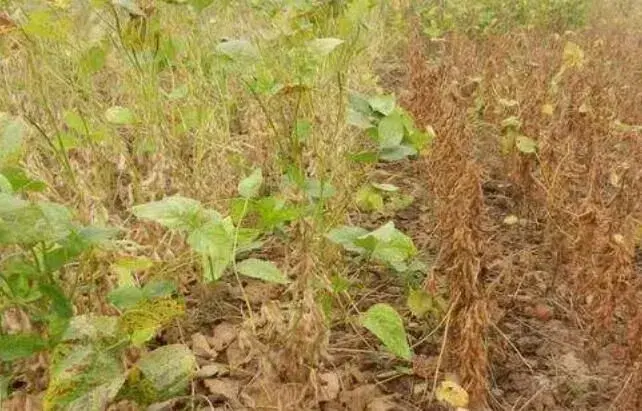 大豆症青怎么防治和治疗？专家来支招