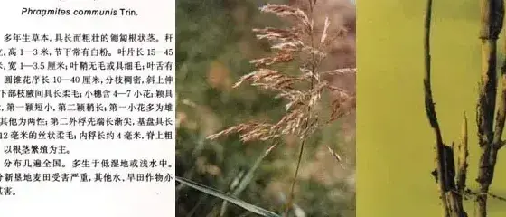 禾本科杂草