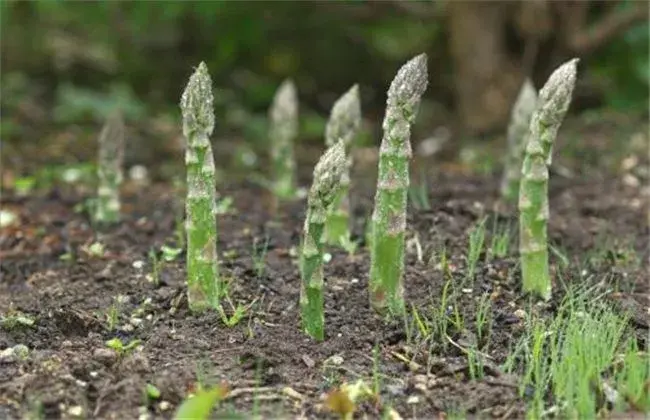 芦笋高产无公害栽培技术