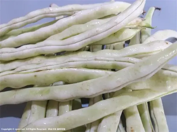 芸豆的功效与作用：药用价值高