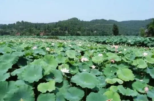 田藕硬化种植办法