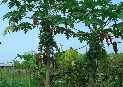 木瓜原产地在南美洲　中国重要有12个木瓜产地