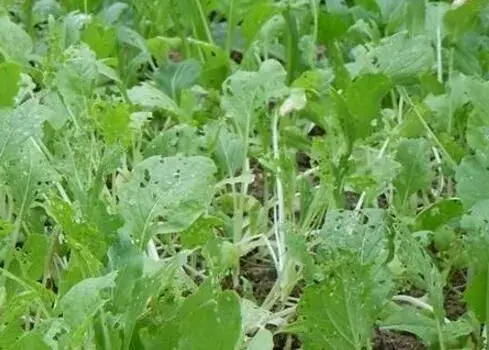 不用农药低碳措施防治和治疗蔬菜病虫害