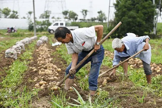 世代相传的农业种植谚语，只要你掌握，人人能成为种菜能手