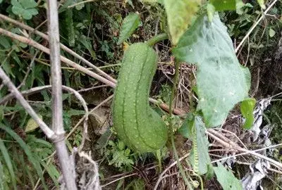 丝瓜在种植时容易发什么病？如何防治？