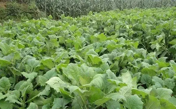 雪莲果的施肥技术