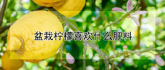 盆栽柠檬喜欢什么肥料