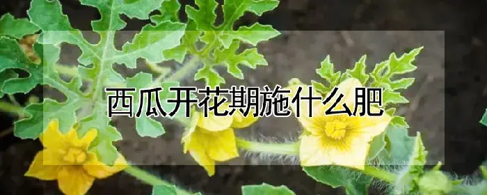 西瓜开花期施什么肥