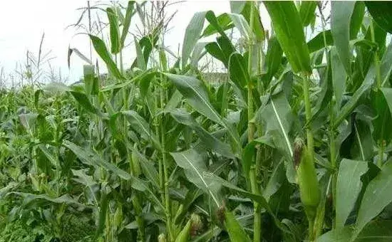 种植课堂：玉米施肥方法和用量
