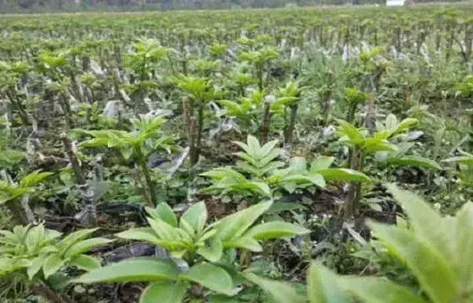 冬春季怎么施生物菌肥比较好