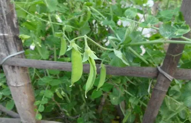 豌豆结荚期的管理