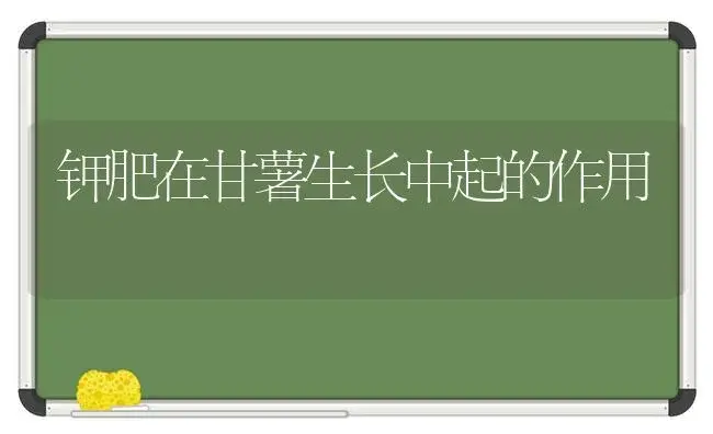 钾肥在甘薯生长中起的作用 | 植物肥料