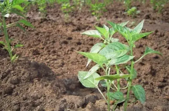 秋茬棚室蔬菜订植浇水施肥有窍门