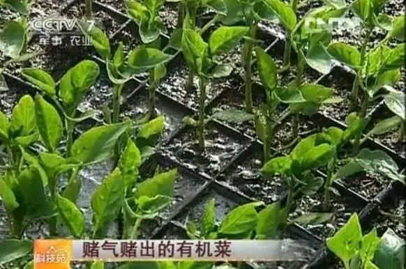 山东乐陵宋国强有机蔬菜栽培办法