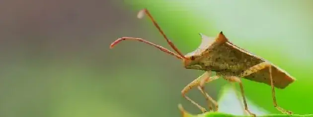 治盲蝽蟓的药是什么