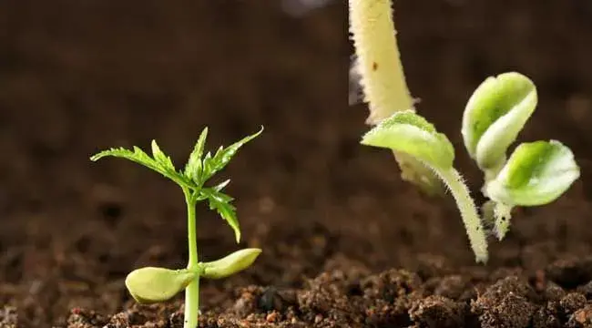 微生物肥料的作用