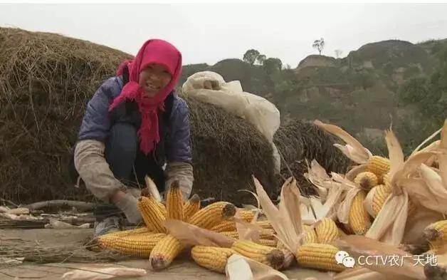 玉米密植高产全程机械化生产技术