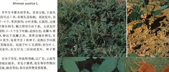 豆科杂草