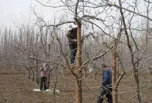 苹果树越冬防冻害、霜害的办法