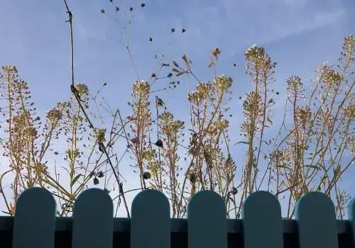 荠菜什么时候种好？详解阳台种植技术！