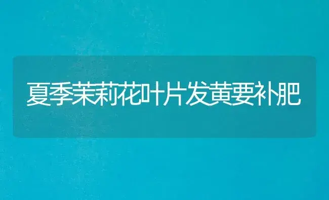 夏季茉莉花叶片发黄要补肥 | 植物肥料